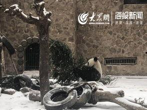 天津动物园爆料新闻视频,神秘动物亮相引游客热议  第1张